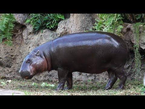 Pygmy hippos