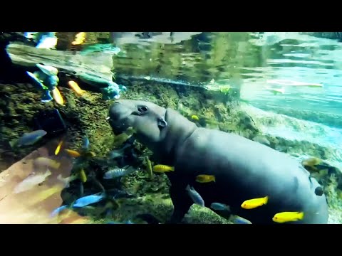 Happiest hippopotamus in the world!