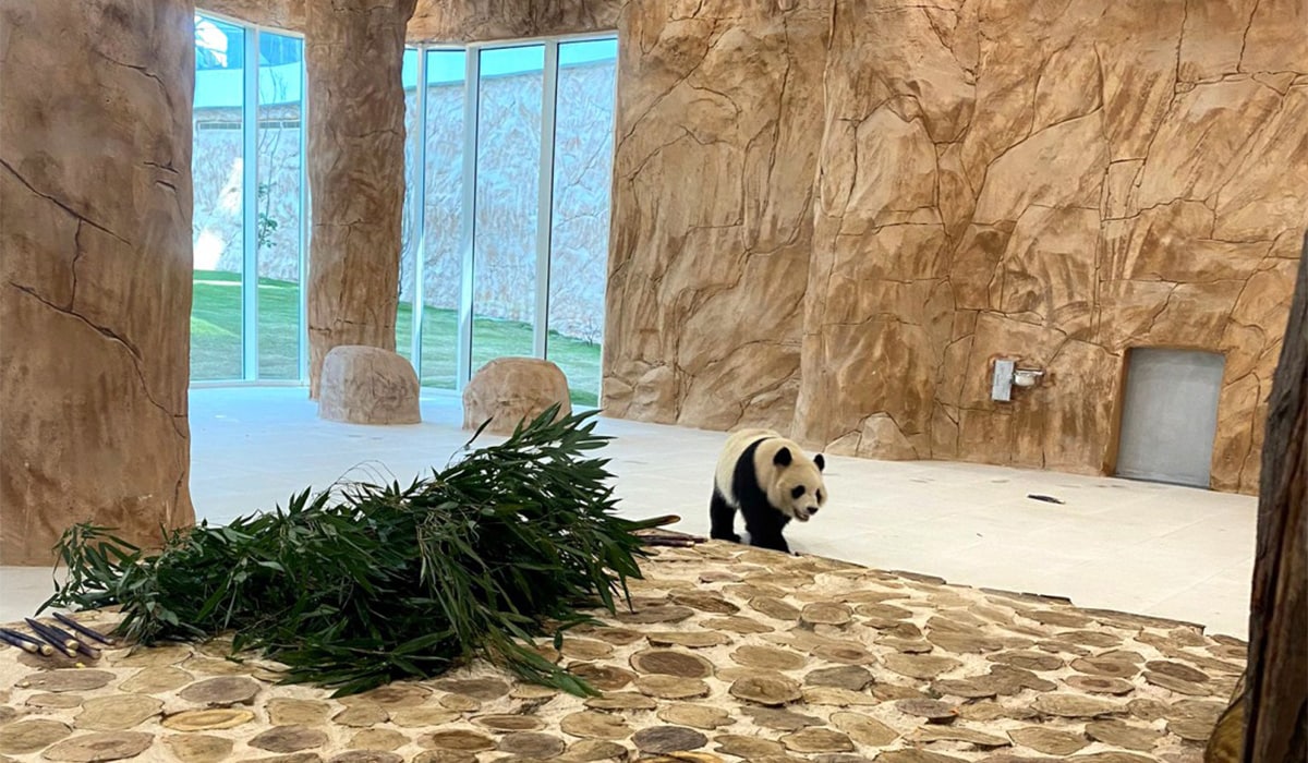 Giant Panda Si Hai/Thuraya at Al Khor Park Panda House