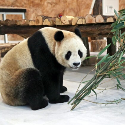 2 giant pandas in the desert | panda house, al khor, qatar february 24, 2024