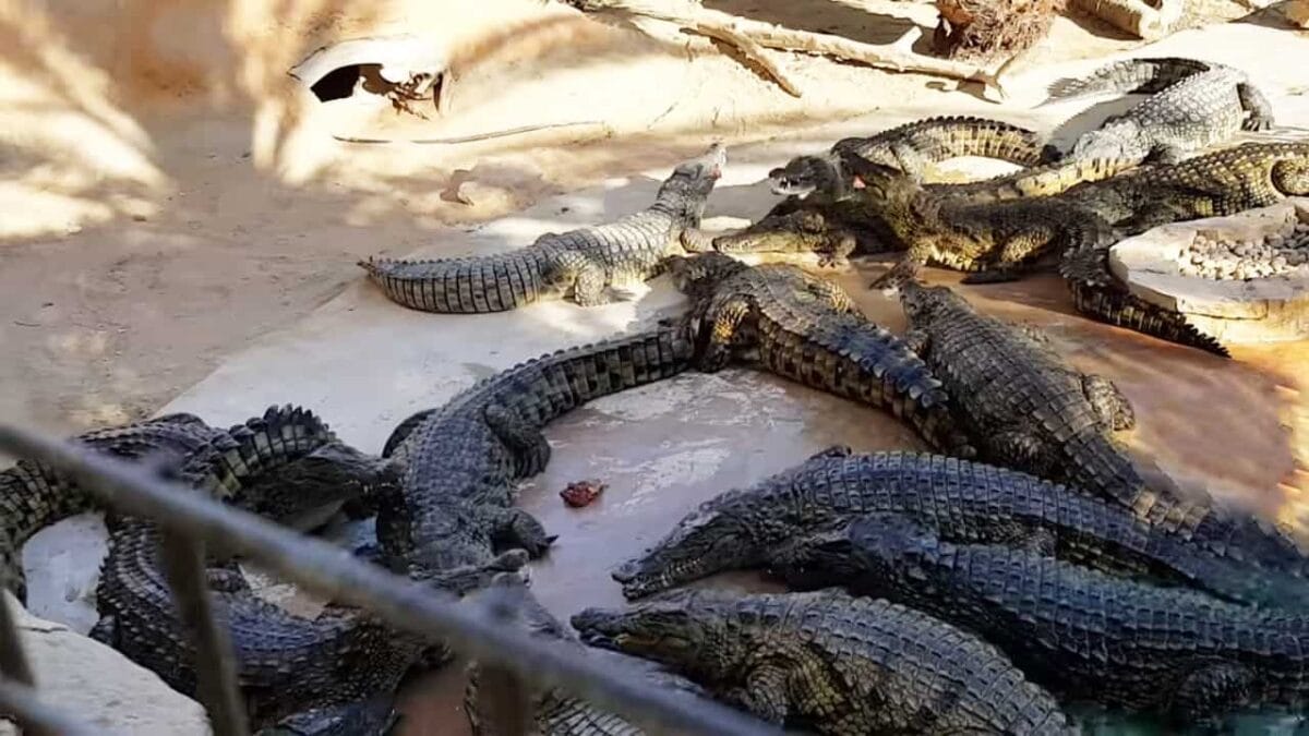 Dubai crocodile park march 25, 2023