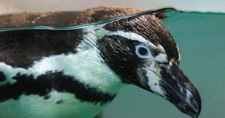 Al Ain Zoo Penguin Encounter | MAT ZOOS