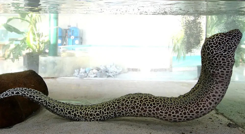 More than exhibits: the vital role of aquariums in conservation july 26, 2025