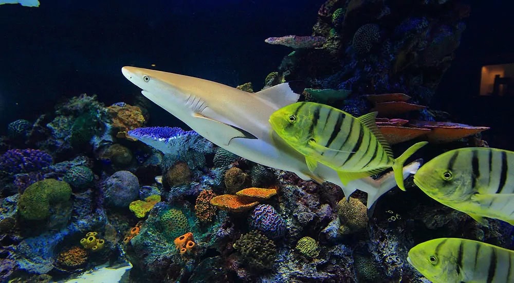 More than exhibits: the vital role of aquariums in conservation july 26, 2025