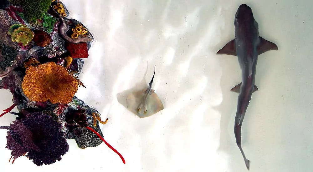 More than exhibits: the vital role of aquariums in conservation july 26, 2025