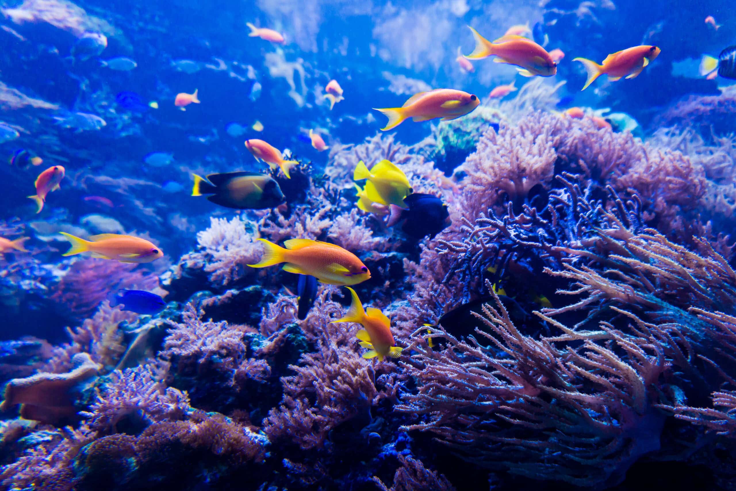 More Than Exhibits: The Vital Role of Aquariums in Conservation