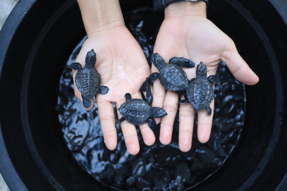 More than exhibits: the vital role of aquariums in conservation july 26, 2025