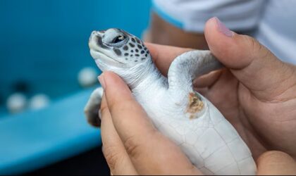 More than exhibits: the vital role of aquariums in conservation july 26, 2025