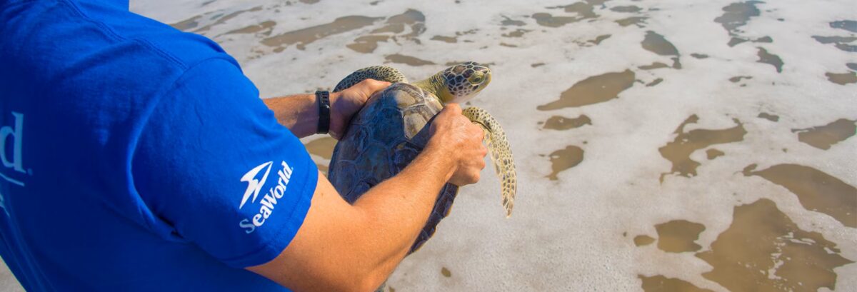 More than exhibits: the vital role of aquariums in conservation july 26, 2025